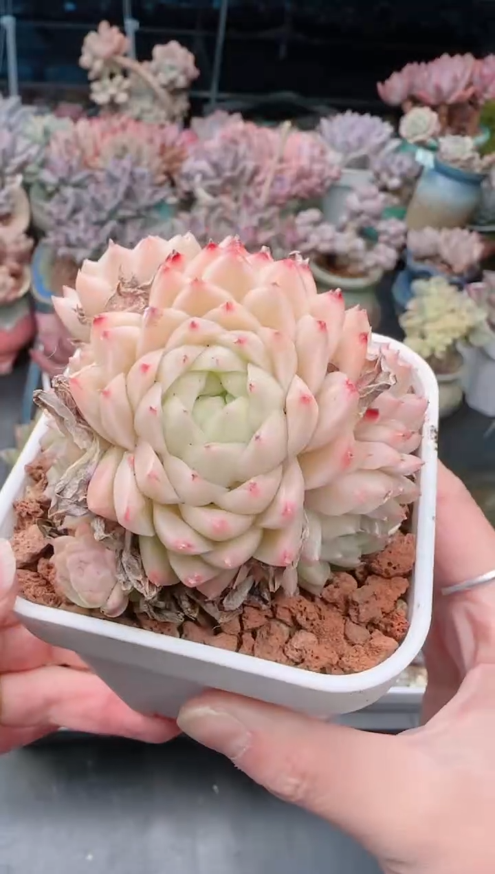 【闪购商品】7473.