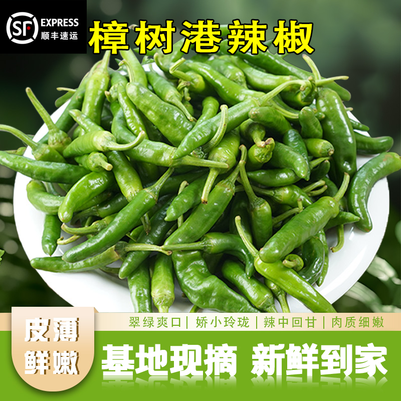 【正宗樟树港原种辣椒】精选湖南特产薄皮清香软香辣椒原产地采摘