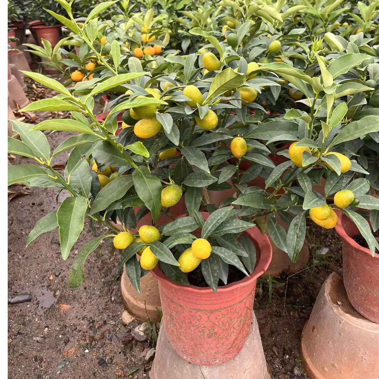 一物一拍 包邮到家