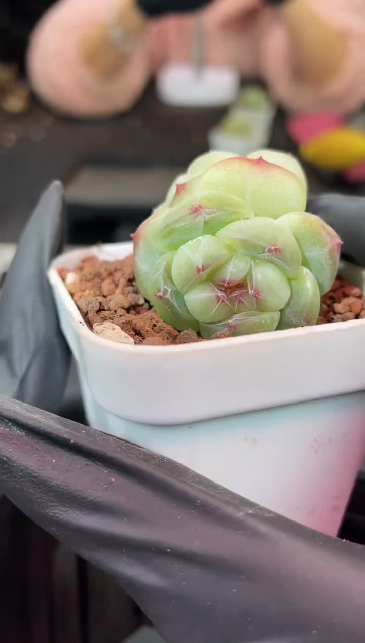 闪购1056  冰布蕾多肉一颗    