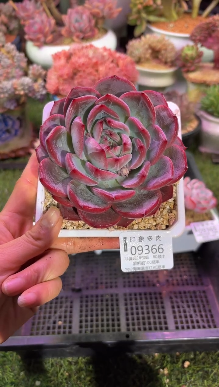 【闪购商品】09366