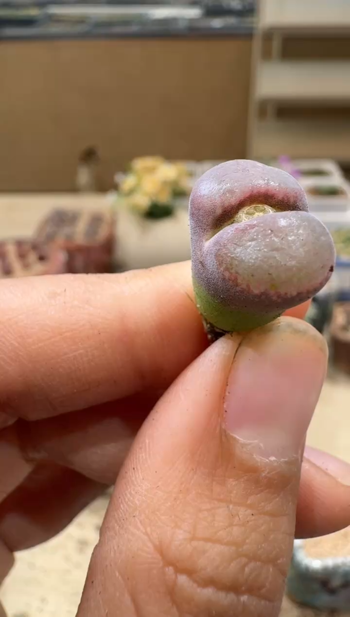 9-131多肉植物肉锥