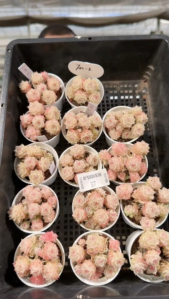 1226-37fm-2多肉量拍任意发一颗群生不包整