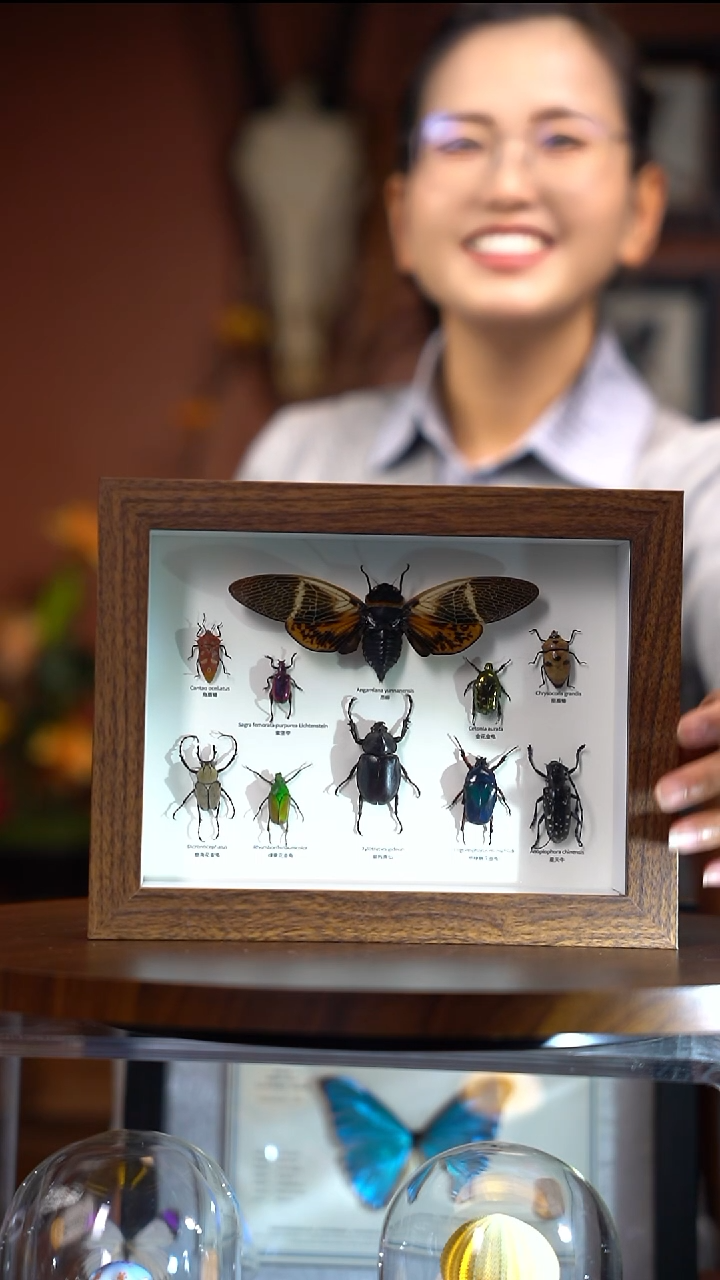 10昆虫组合（常规）