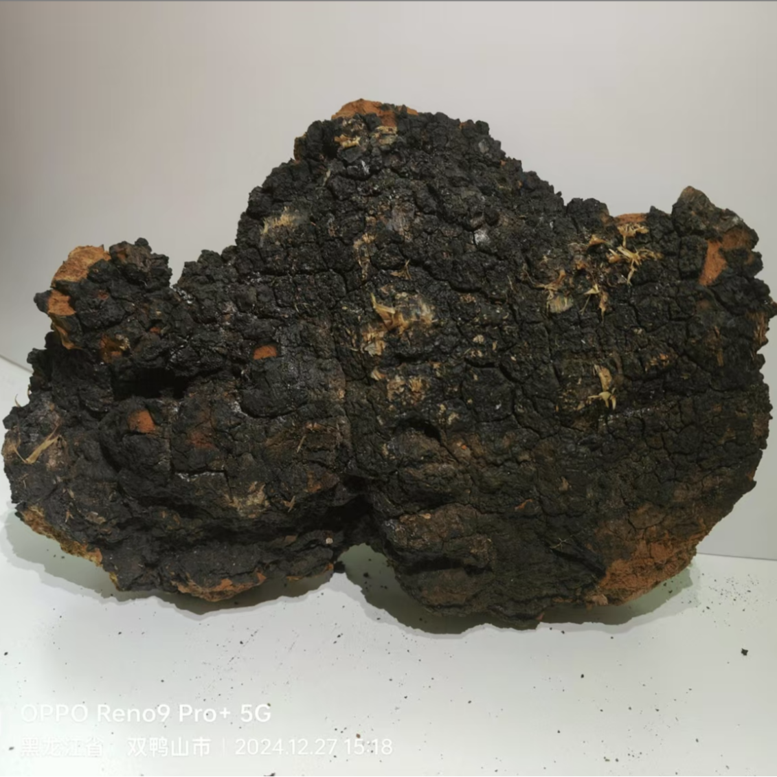 饶河初级农副产品大块桦树茸250g/500g