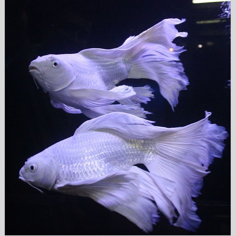 【浩瑞蝴蝶鲤观赏鱼】11-13公分白球/白短 顺丰包邮