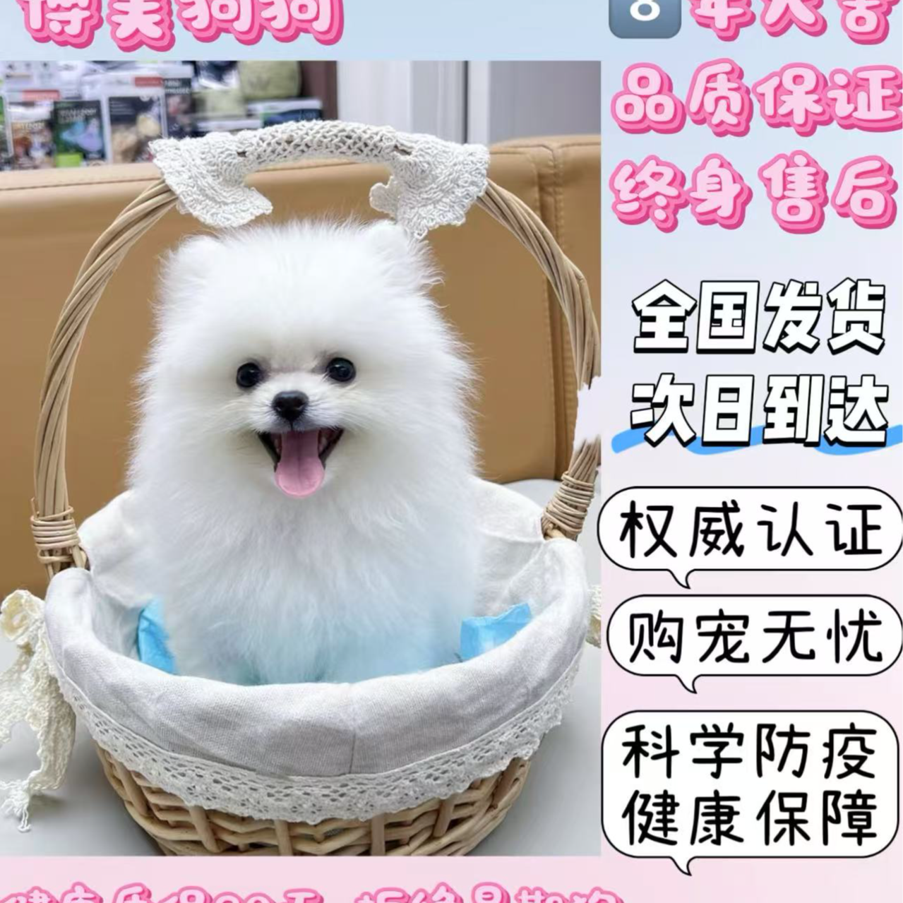 纯种博美幼犬 茶杯犬小体犬