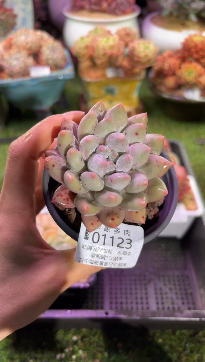 【闪购商品】01123