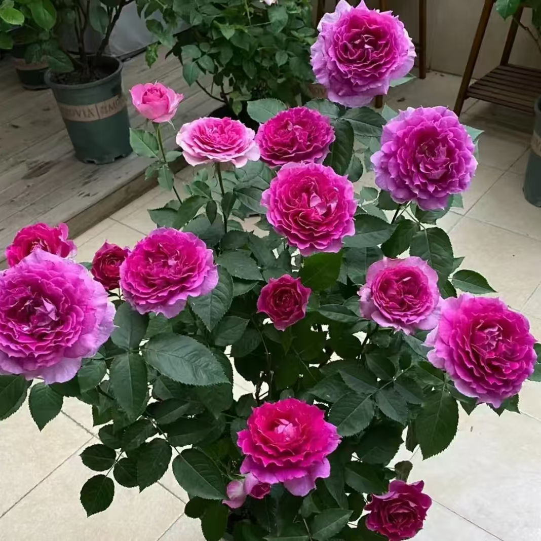 花妖【天方夜谭中苗】大花四季