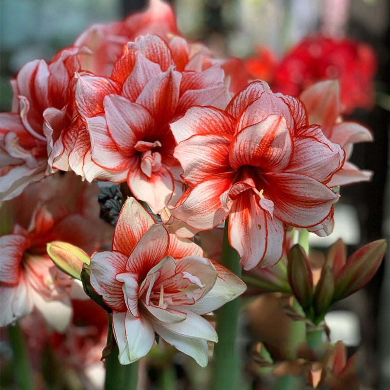 【鬼魅】重瓣朱顶红种球花卉室内盆栽四季开花浓香好养活