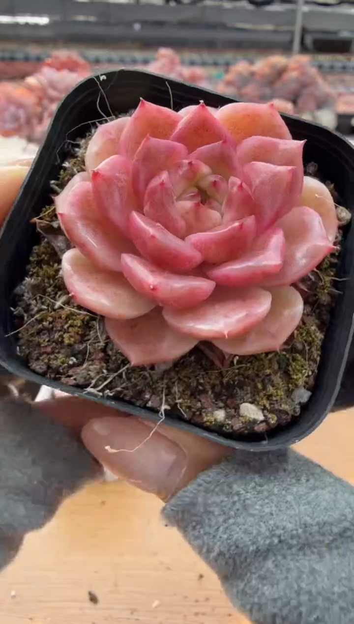 东云多肉园二店-74