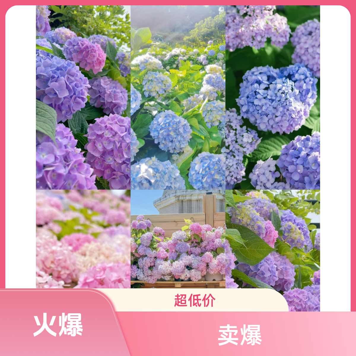 绣球多色多品好养易活一物一拍（多拍少付对不了花随机发货）