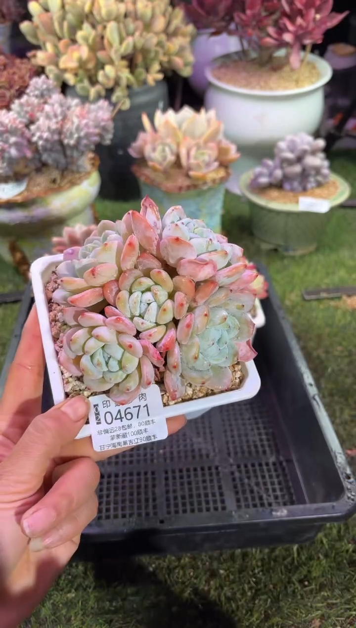 【闪购商品】04671