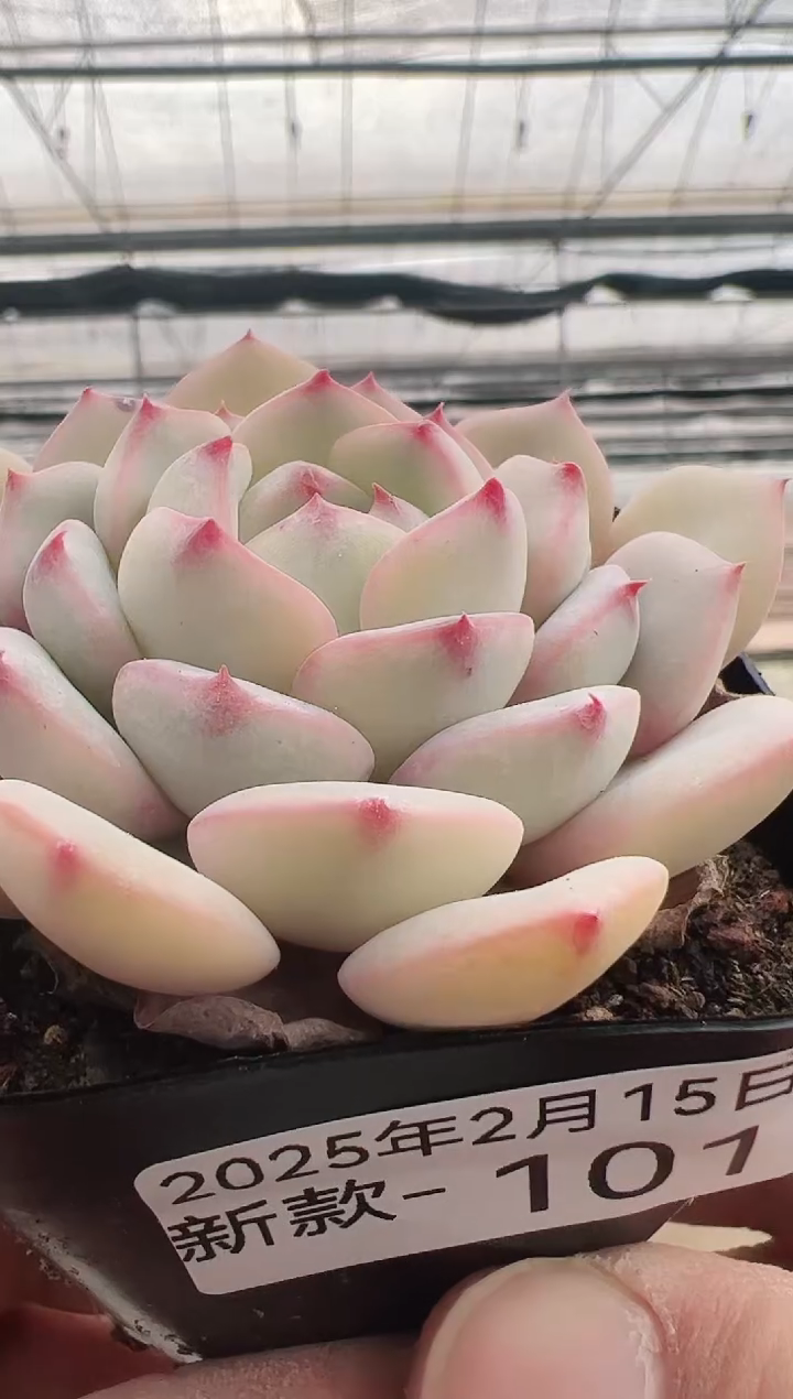 【闪购商品】新款多肉-101