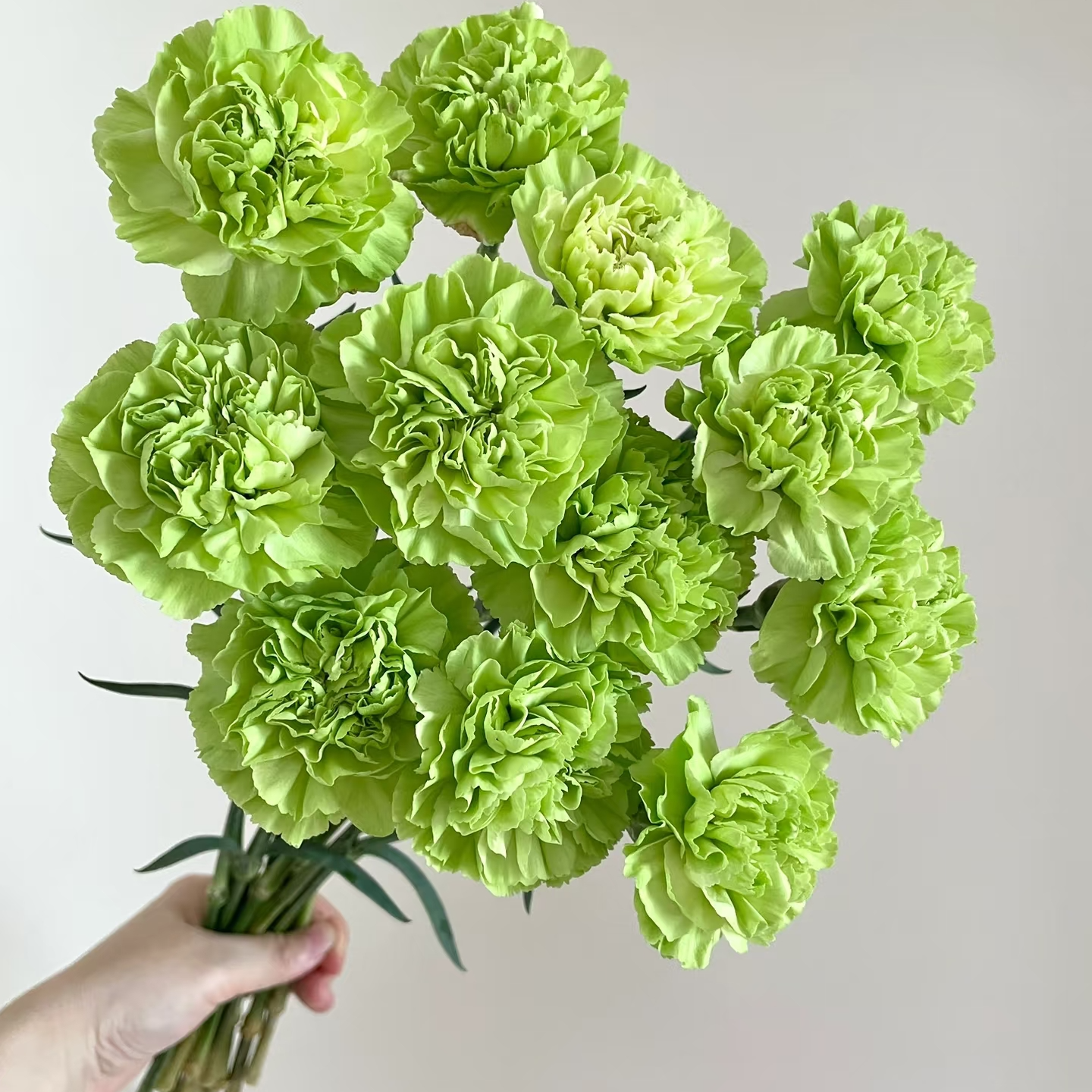 云南鲜花 春草单头康乃馨 L