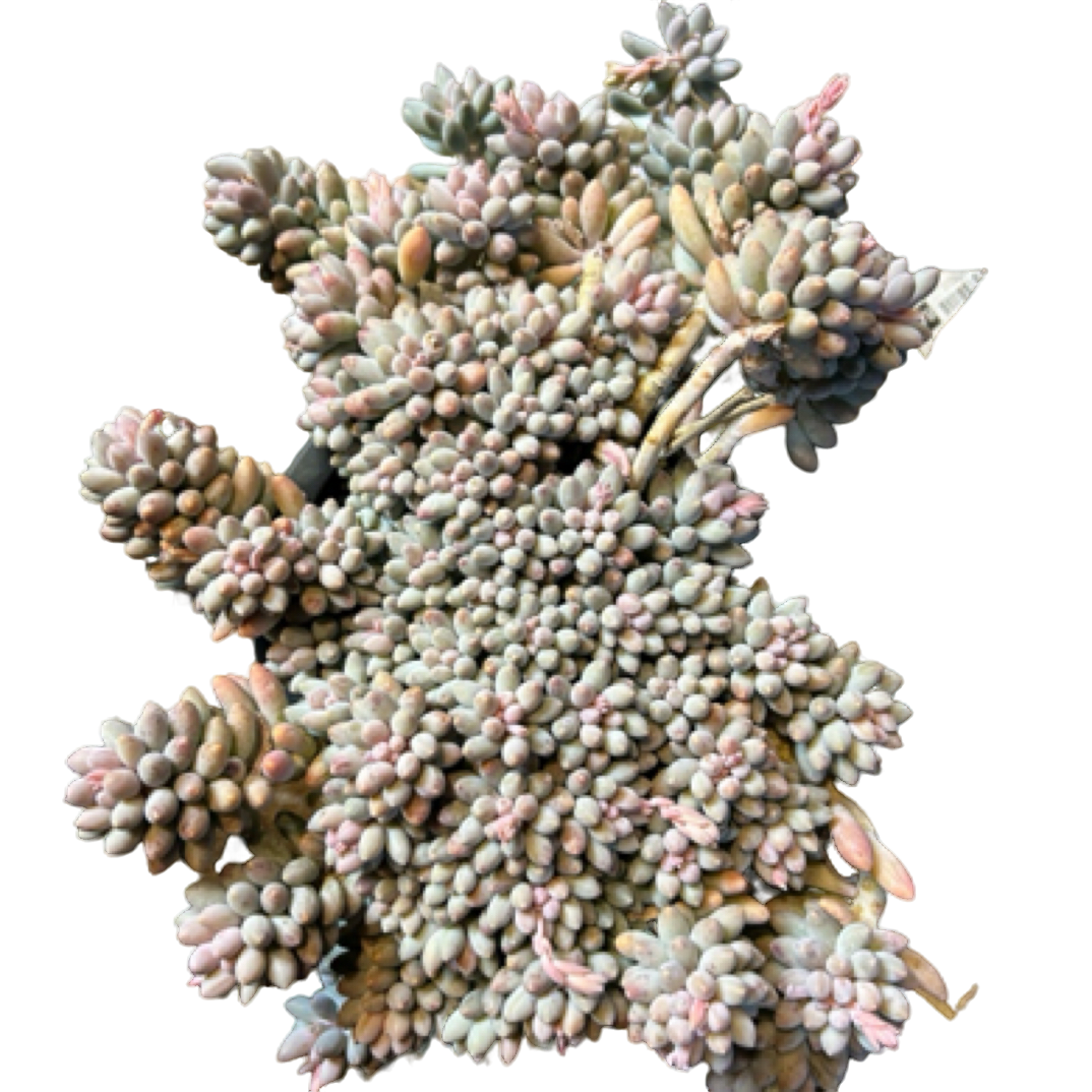 眼镜多肉（控养婴儿手指）整装老桩飘枝盆栽盆景多肉