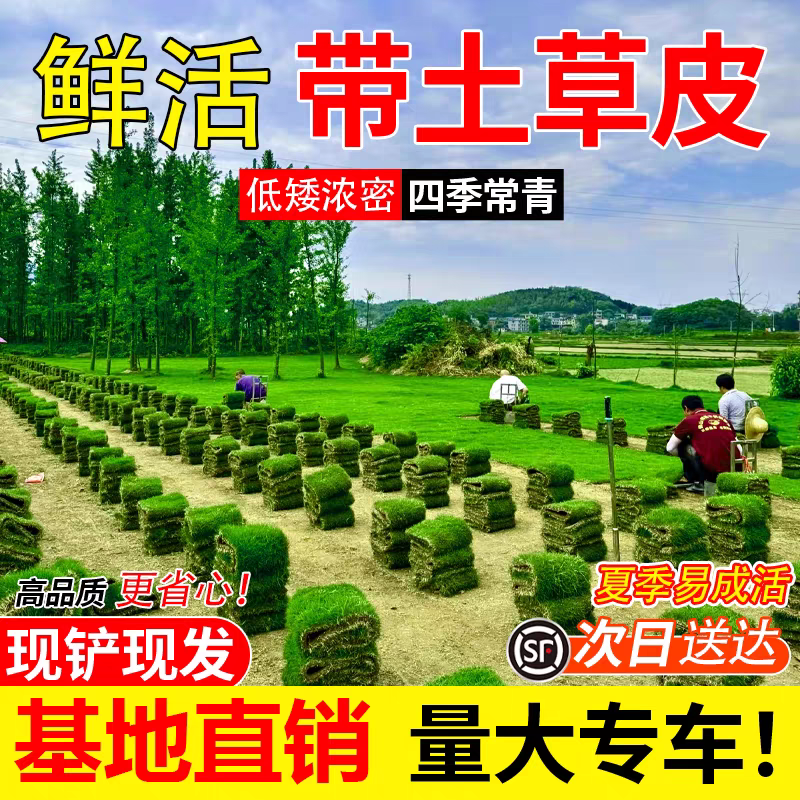 带土草坪耐寒四季常绿适用于别墅庭院绿化的马尼拉草皮