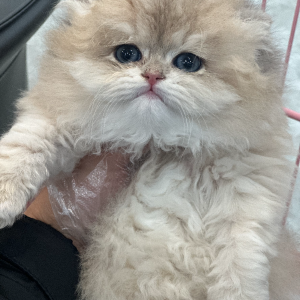 【江苏珍宠】曼可宠物严选（小凡）宠物活体猫咪全款链接 平台交易