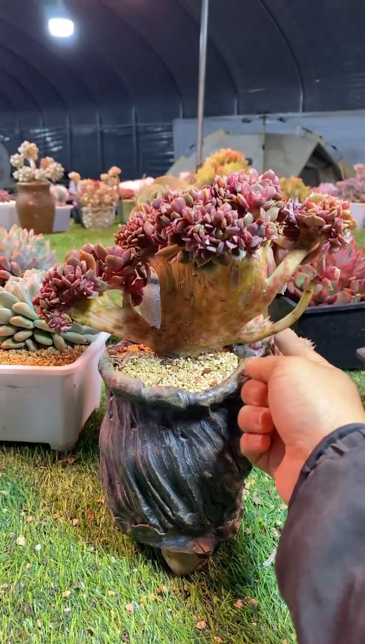 【闪购商品】0571a