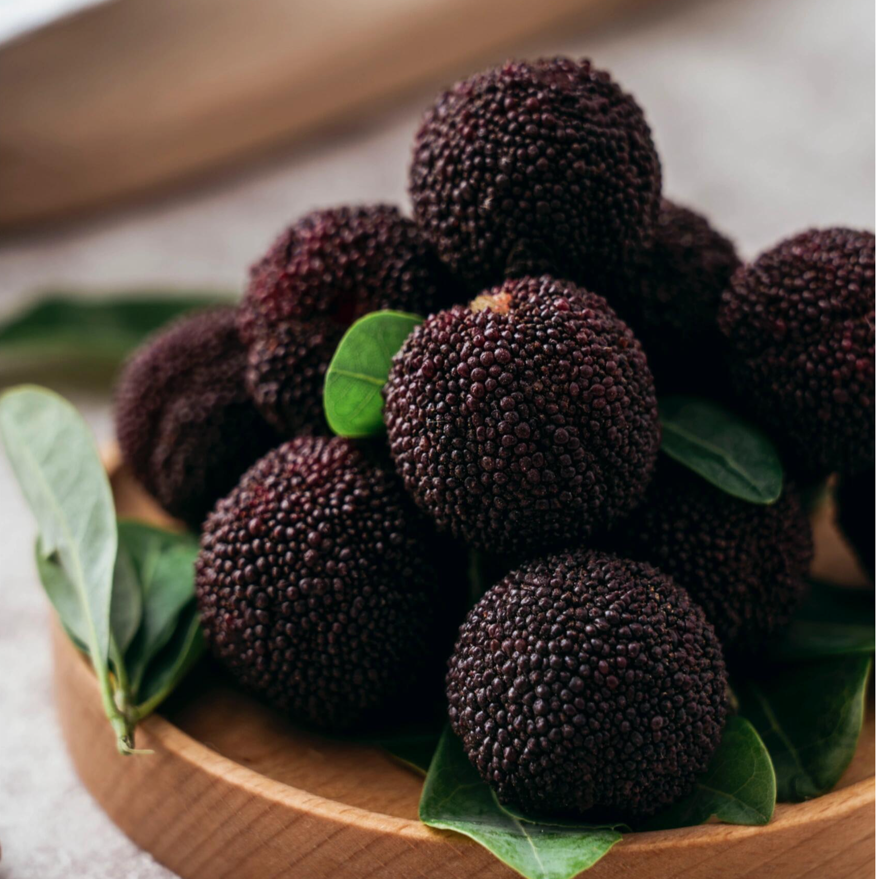 正宗黑炭杨梅树苗 正宗嫁接原土原杯发货阳台庭院地栽顺丰包邮