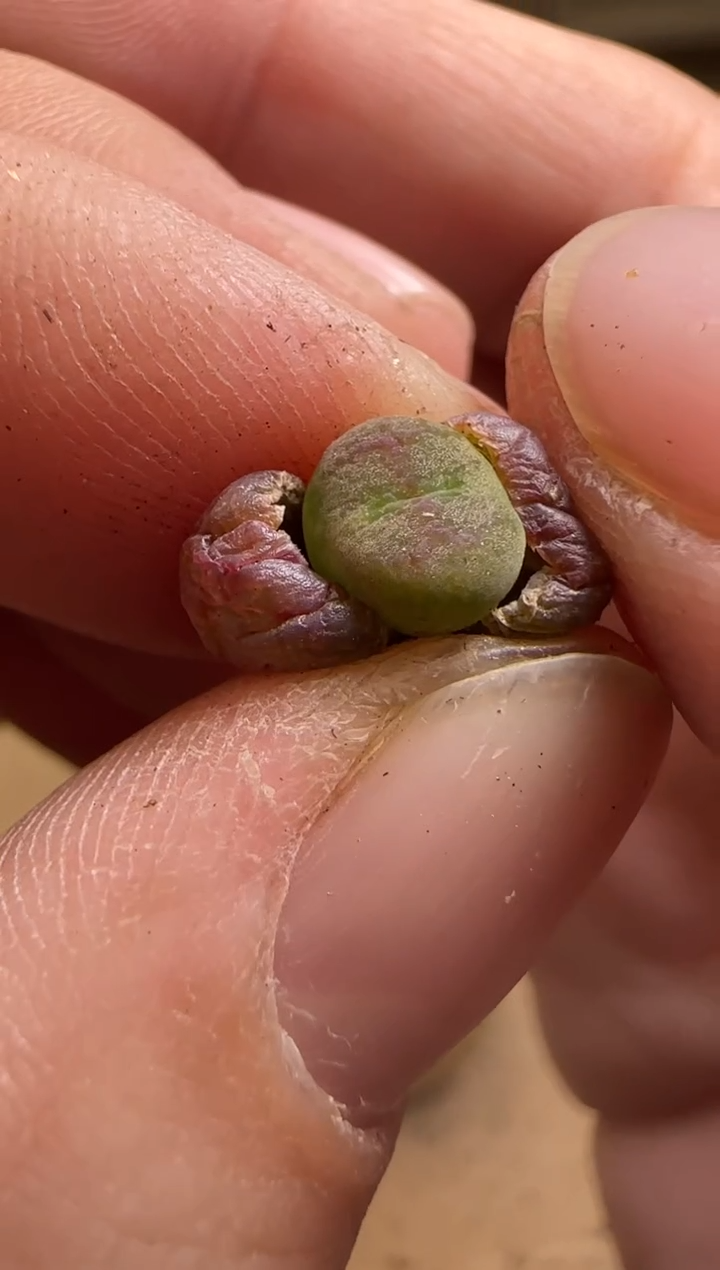 【闪购商品】14-117大叔