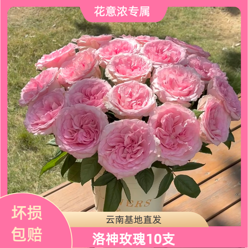 《姗姗专属》洛神玫瑰10支 云南基地直发 【同地址两单京东或顺丰】