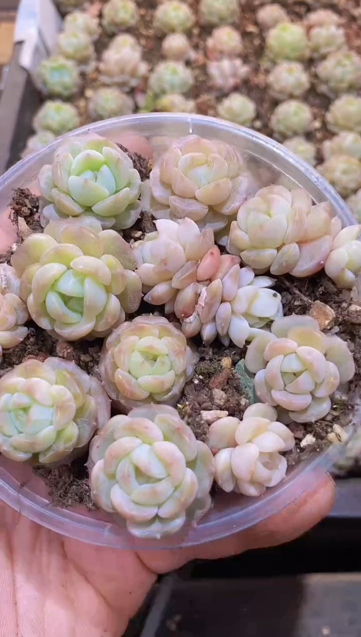 【闪购商品】016白色恋人量拍1盒