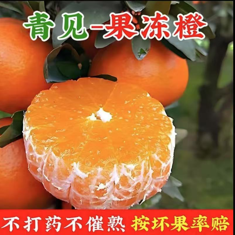 青见果冻橙橙子整箱新鲜采摘直发新鲜应季薄皮水果桔子g