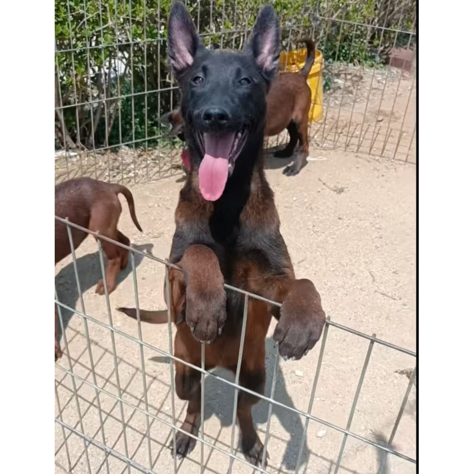 （蓬莱小苹果马犬）T狗狗活体