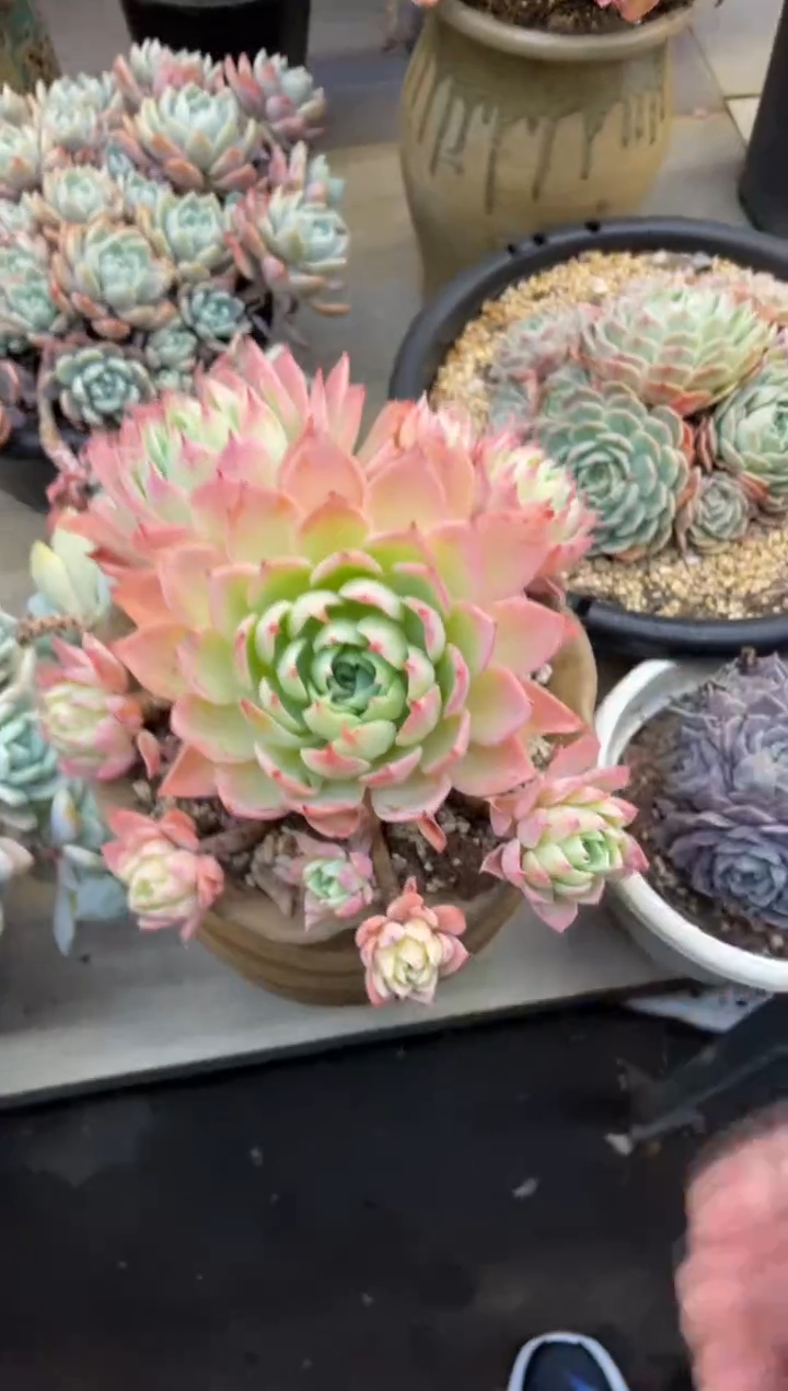 【闪购商品】194三色堇