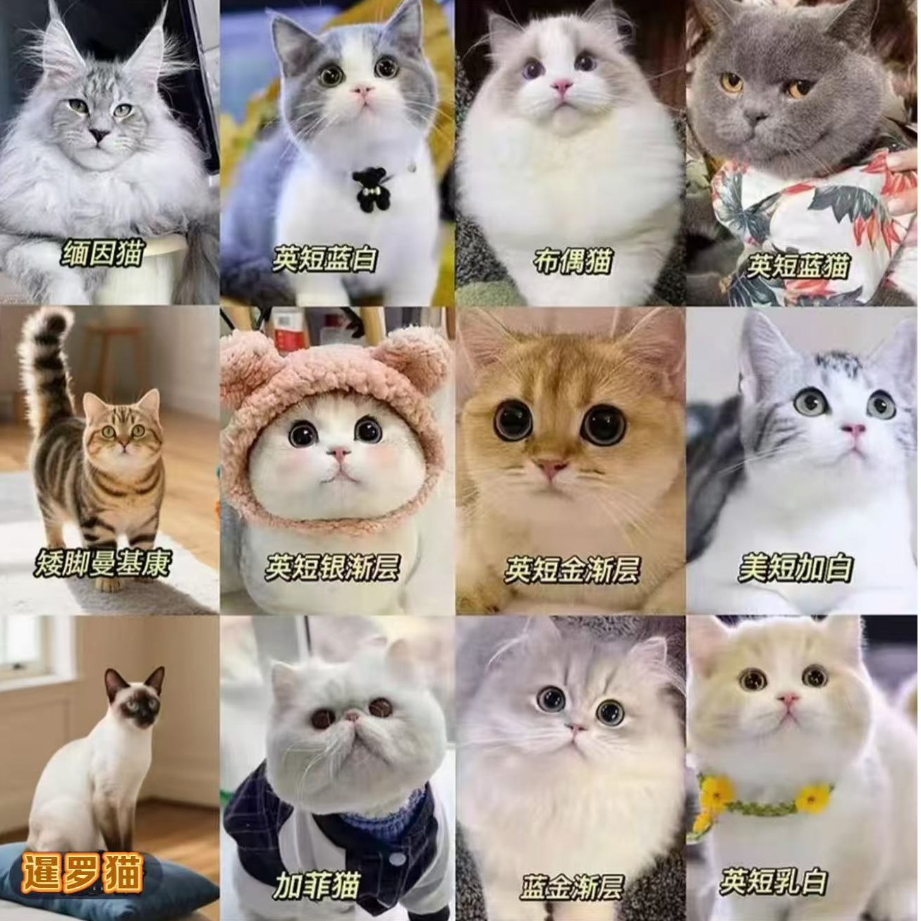 《光宠宠物》全猫品种猫猫一对一对接 不满意全额退