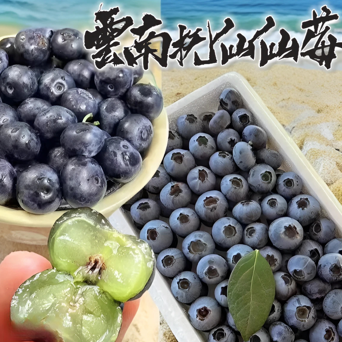 【子梓甄选买一送一】云南抚仙仙莓 脆甜蓝莓清香 现摘新鲜原箱空运