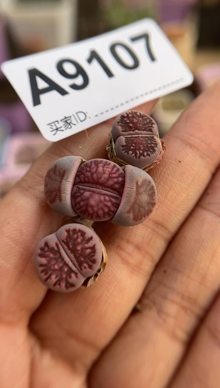 【闪购商品】9107直播一物一拍