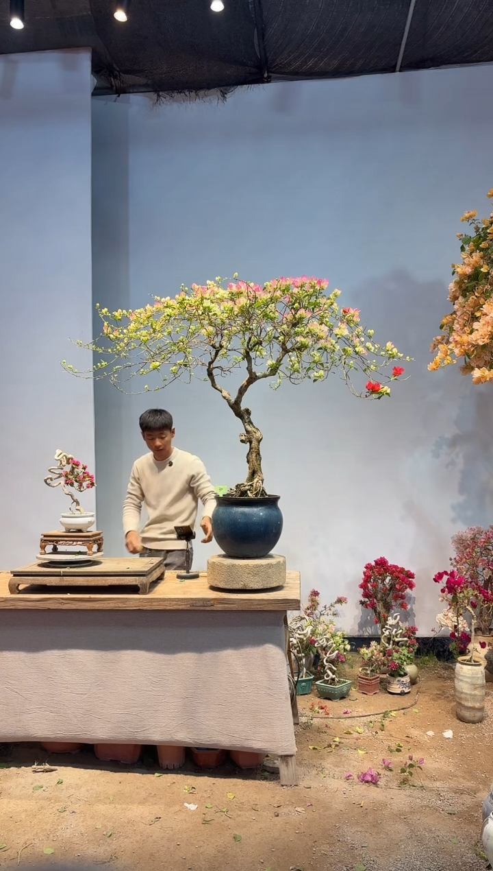 以实际为准放**下三角梅30