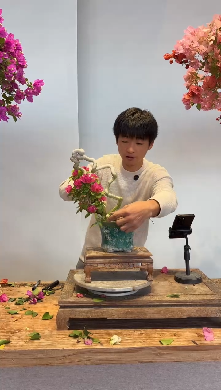 以实际为准三角梅69