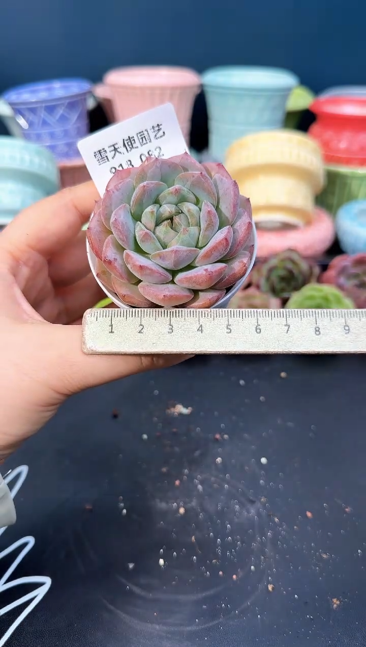 918-082青山（冠幅6CM）