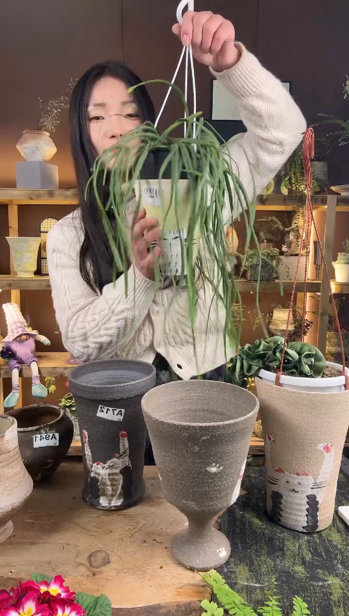 以实际为准小**～俩植物加盆一套加三个小盆     图不对