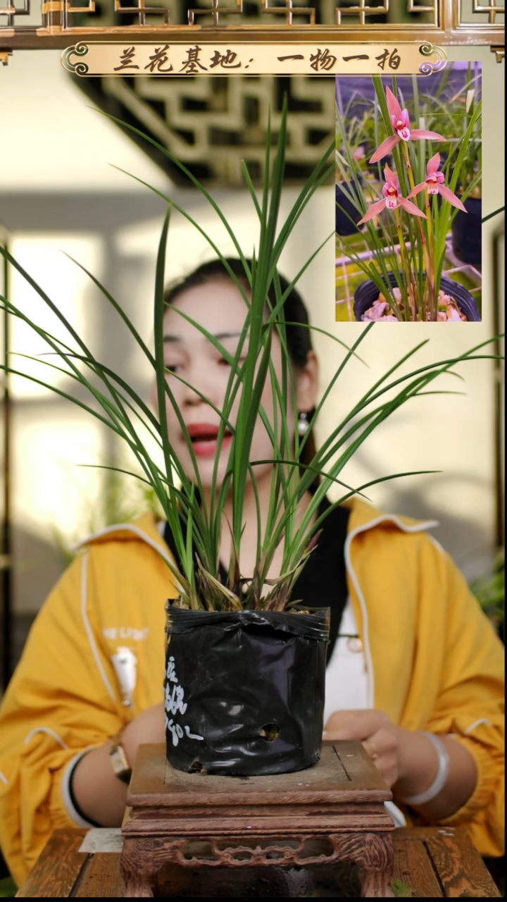 完全开放春兰红豆