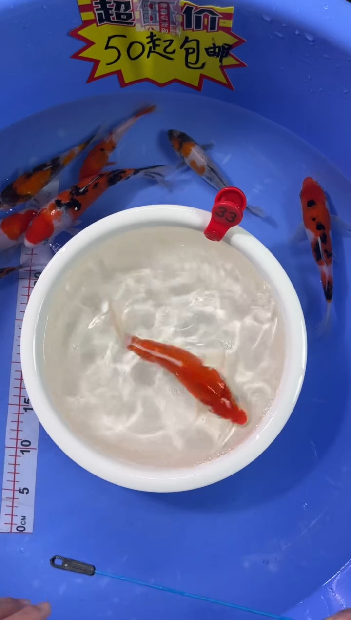 锦鲤活体二号链接