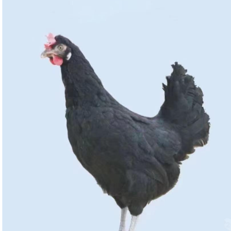 宠物鸡黑羽京粉8号