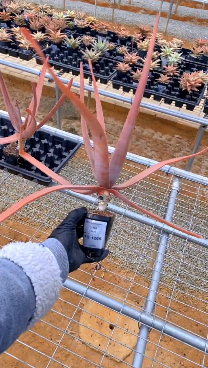 【闪购商品】原生芦荟脱土FB-1265