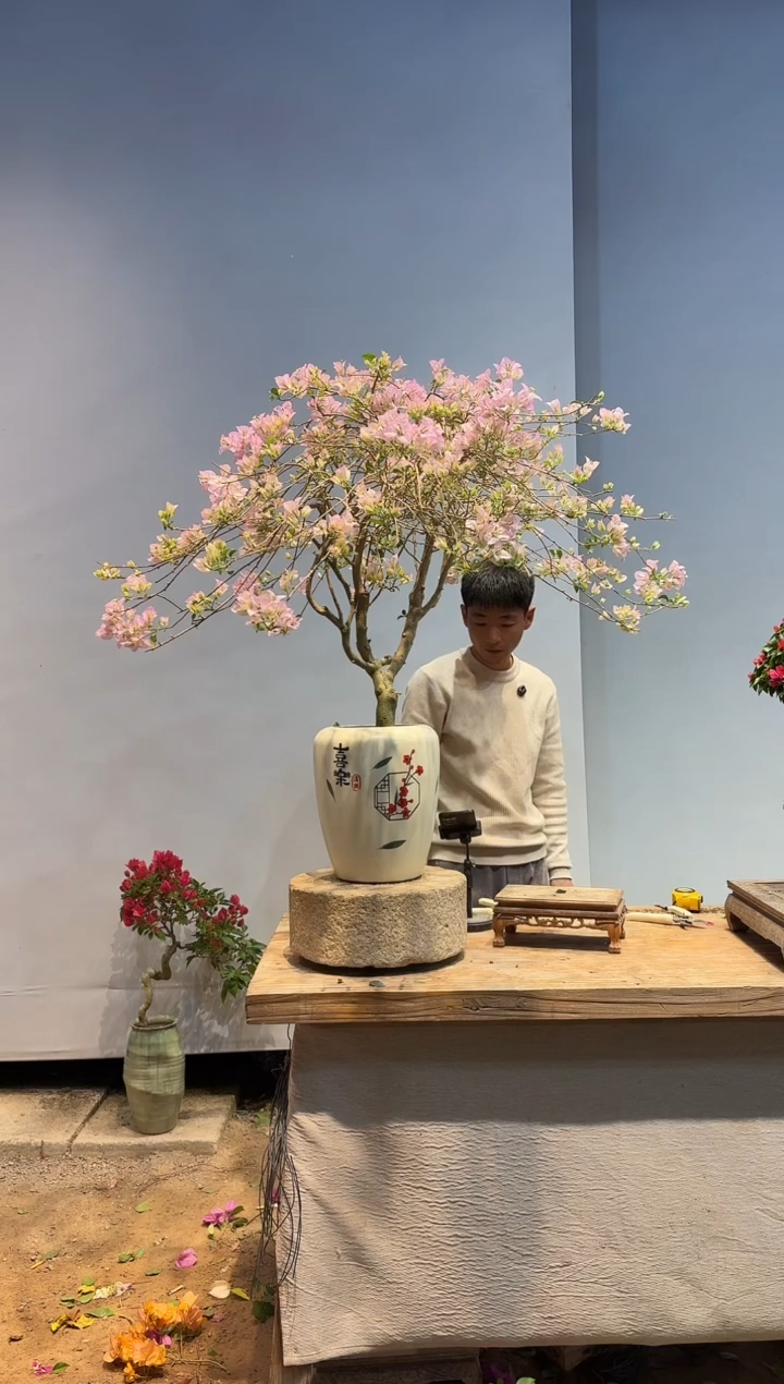 以实际为准三角梅48