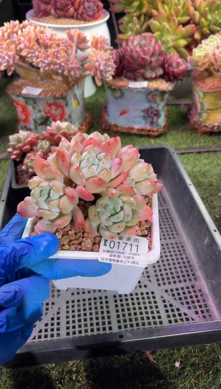 【闪购商品】01711