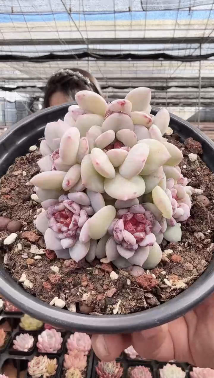 东云多肉园新款-272