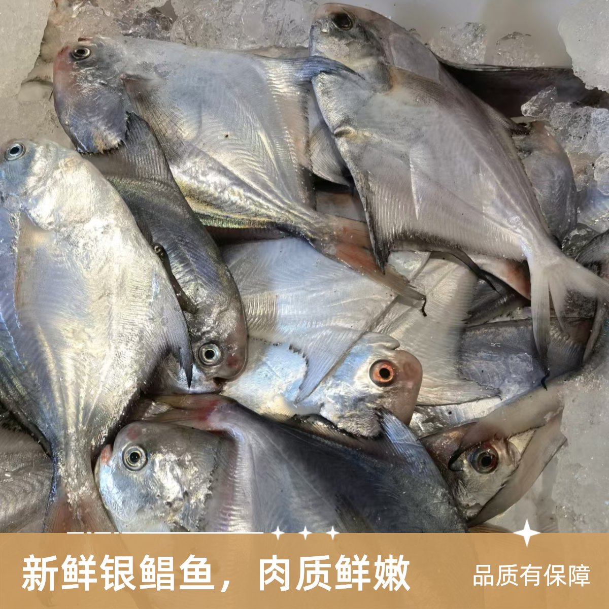 鲳鱼黄鱼墨鱼或鱿鱼套餐东海海鲜