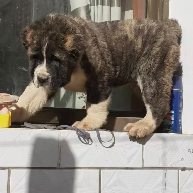 风暴猛犬中亚坎高犬活体链接一物一拍