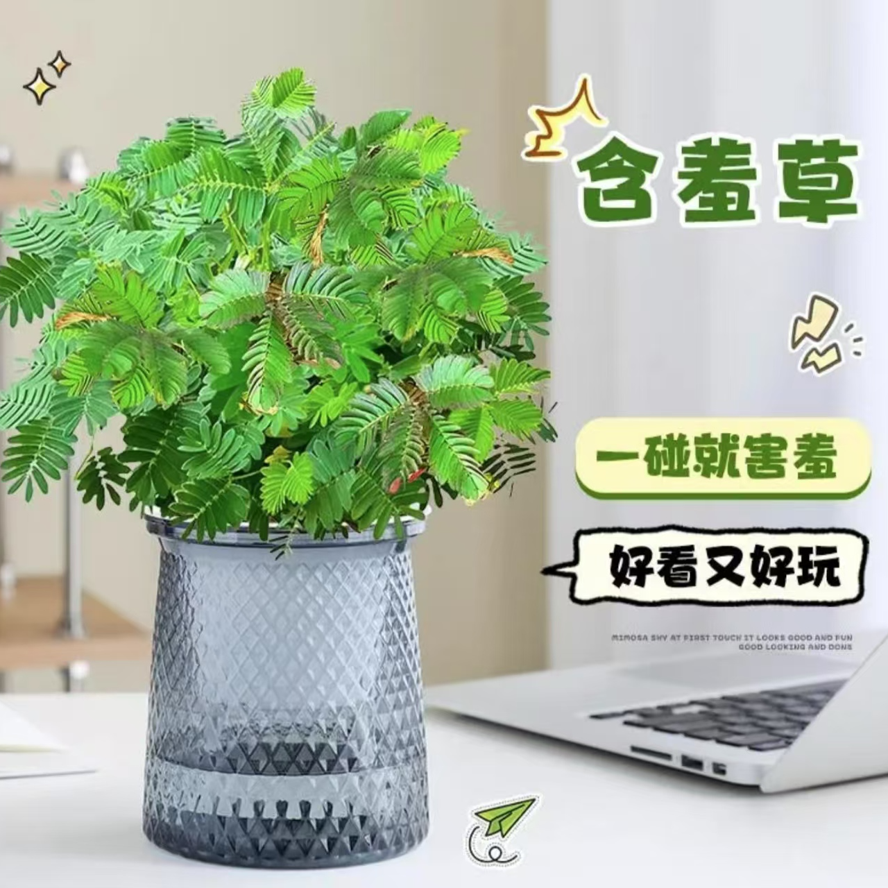 含羞草盆栽害羞小知羞草见笑草室内阳台庭院驱蚊花卉四季常青有趣