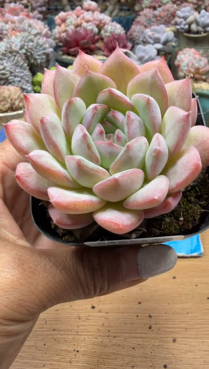 东云多肉园二店-73