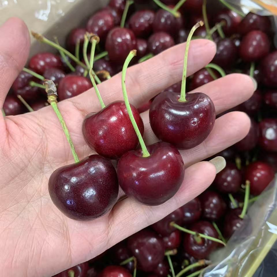 JD樱桃500g