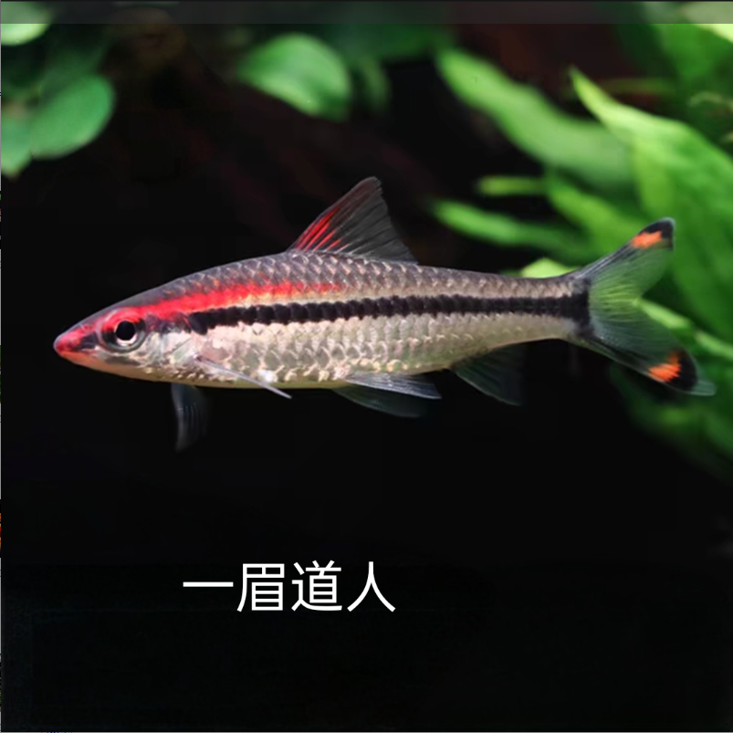 中号一眉道人 观赏鱼小型热带南美精品灯科鱼淡水鱼 好养易活